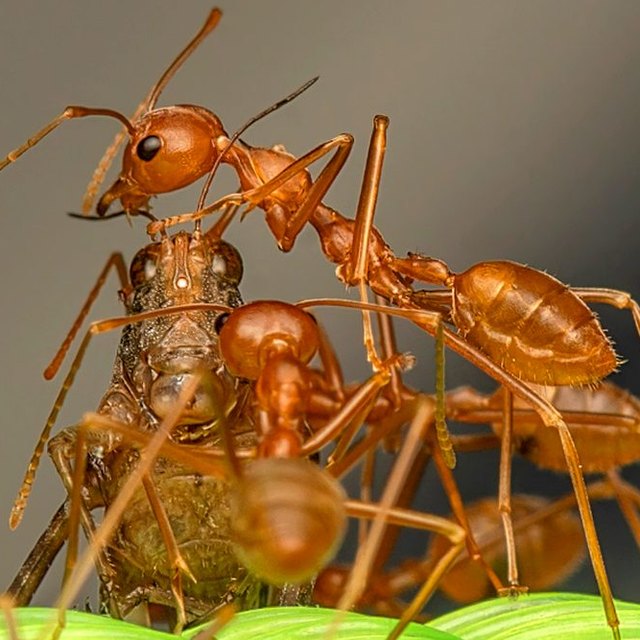 Hormiga: foto de referencia para el control de hormigas en Santa Marta