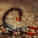 Alacranes