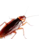 Cucarachas