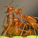 Hormigas