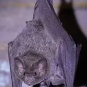 Murciélagos