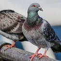 Palomas y aves