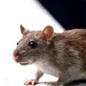Ratas y ratones