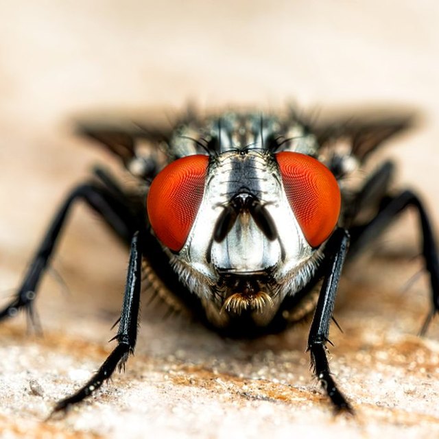Mosca: foto de referencia para el control de moscas en Santa Marta