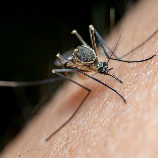 Zancudo o mosquito: foto de referencia para el control de zancudos en Santa Marta