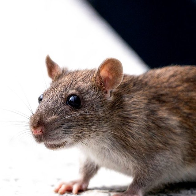 Roedor: foto de referencia para el control de ratas y ratones en Santa Marta