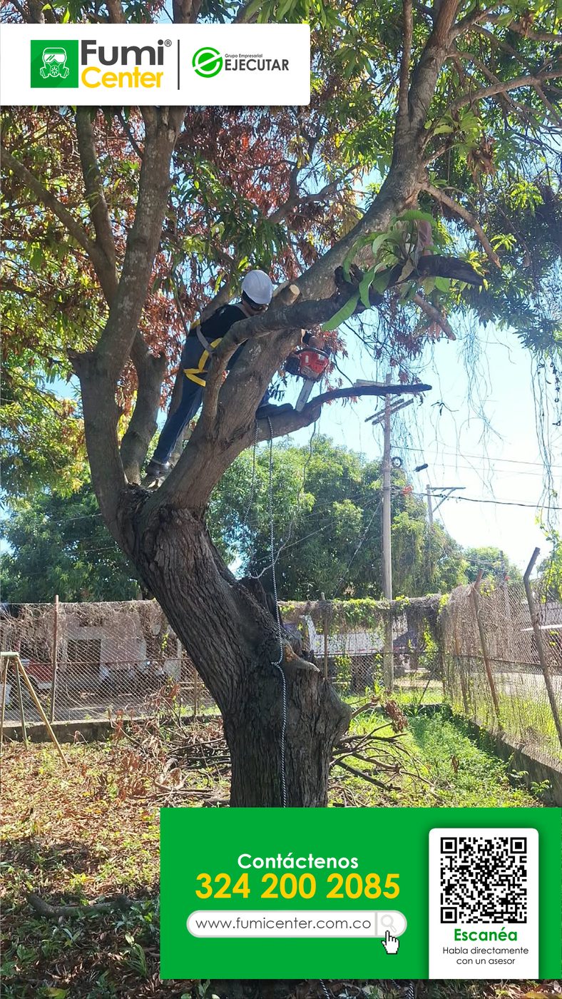 Podador de FumiCenter con arnés y motosierra podando un árbol en altura en Santa Marta