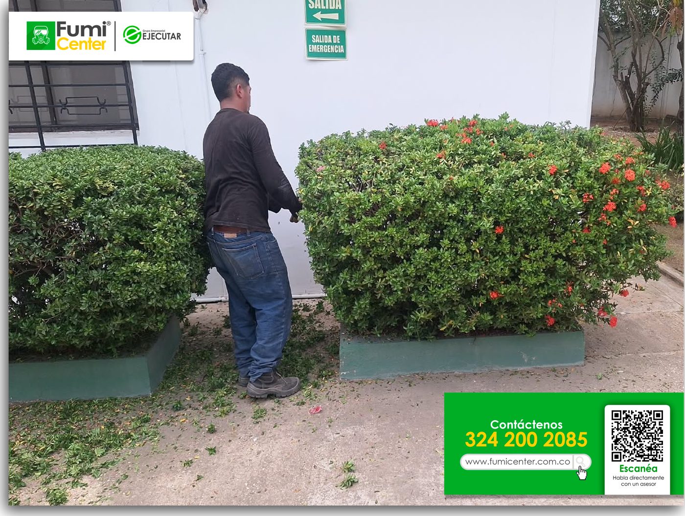 Jardinero de FumiCenter podando setos de ixora en las jardineras de una entidad en Santa Marta