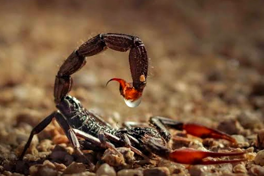 Alacrán: foto de referencia para el control de alacranes en Santa Marta
