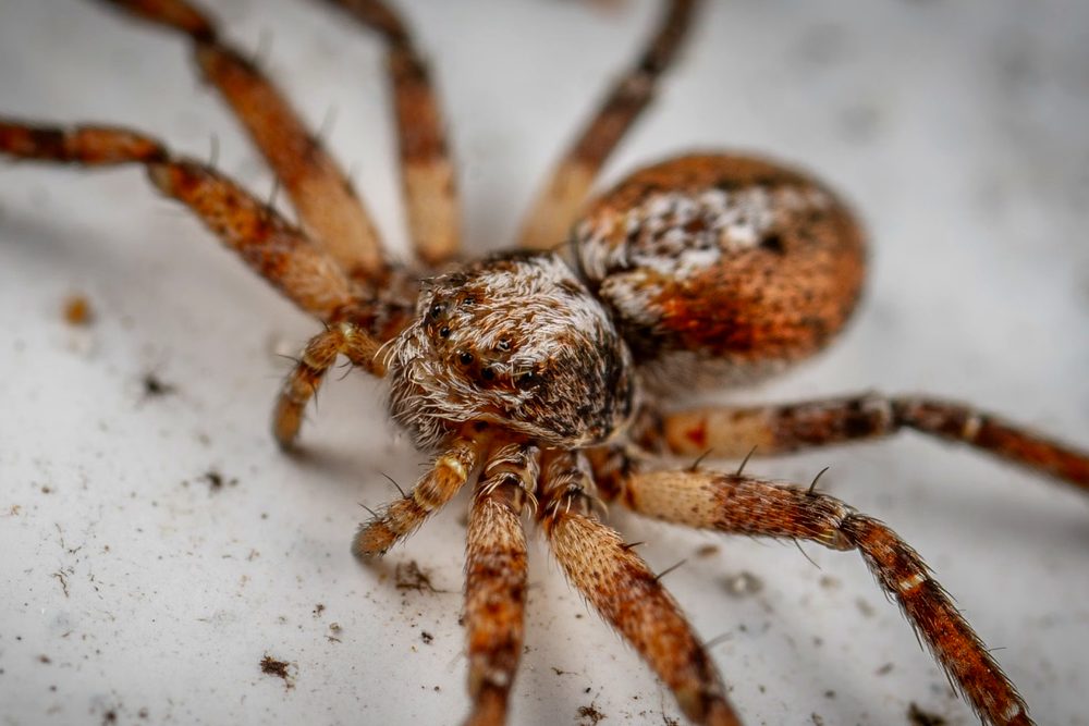 Araña: foto de referencia para el control de arañas en Santa Marta