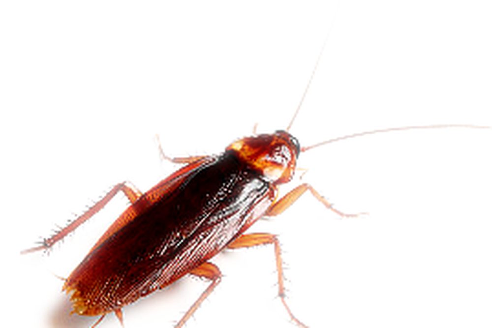 Cucaracha: foto de referencia para el control de cucarachas en Santa Marta
