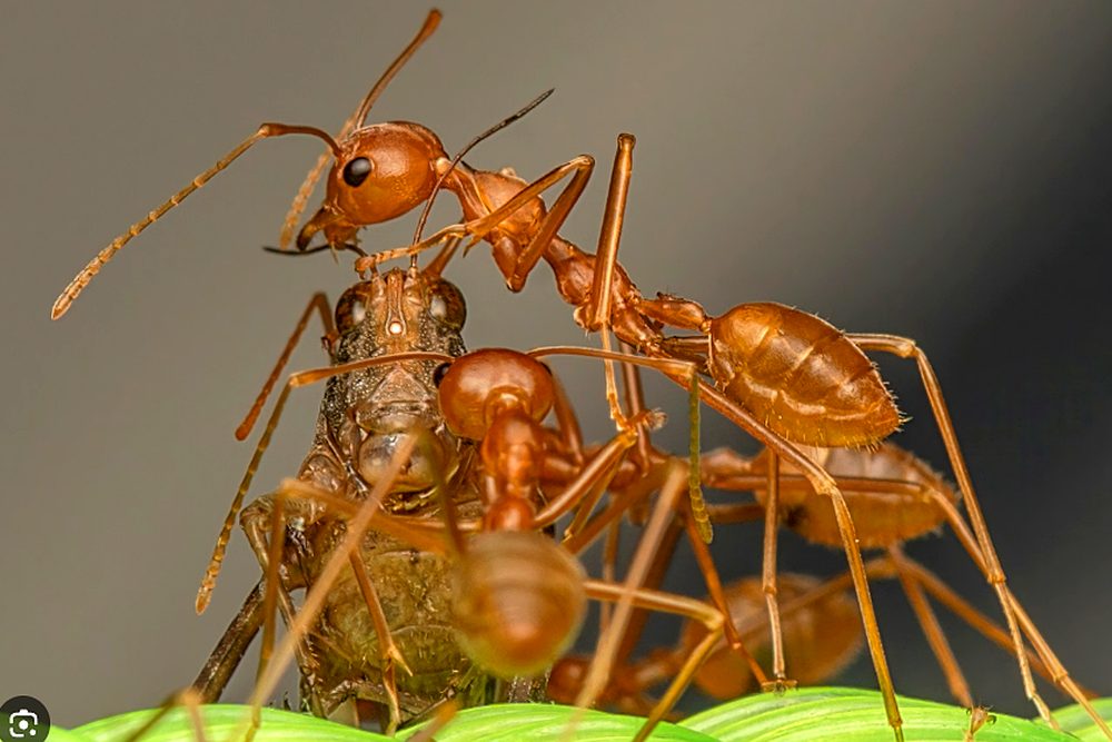 Hormiga: foto de referencia para el control de hormigas en Santa Marta