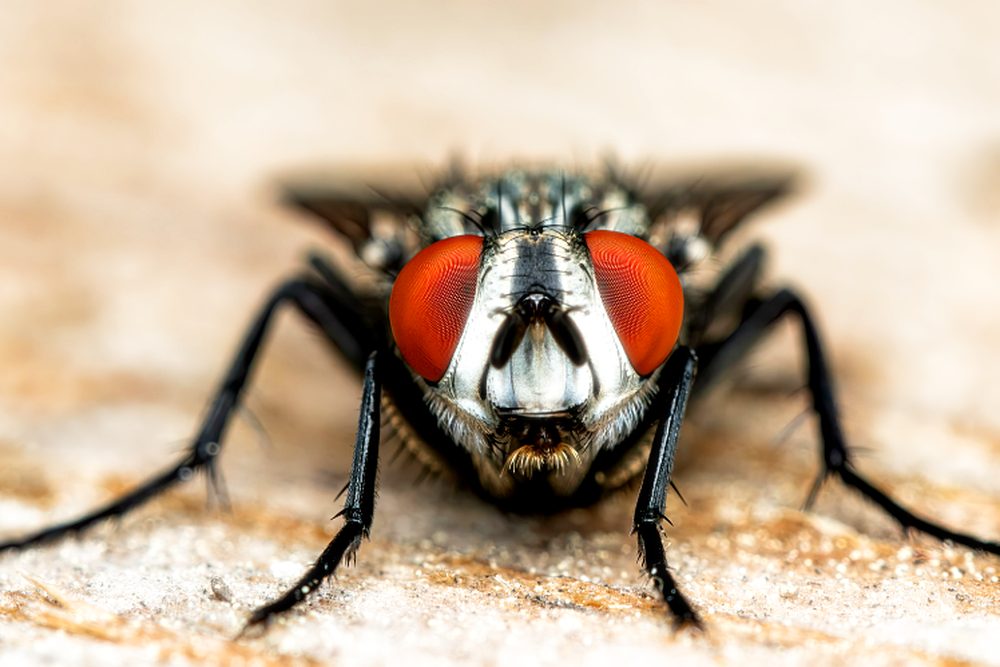 Mosca: foto de referencia para el control de moscas en Santa Marta
