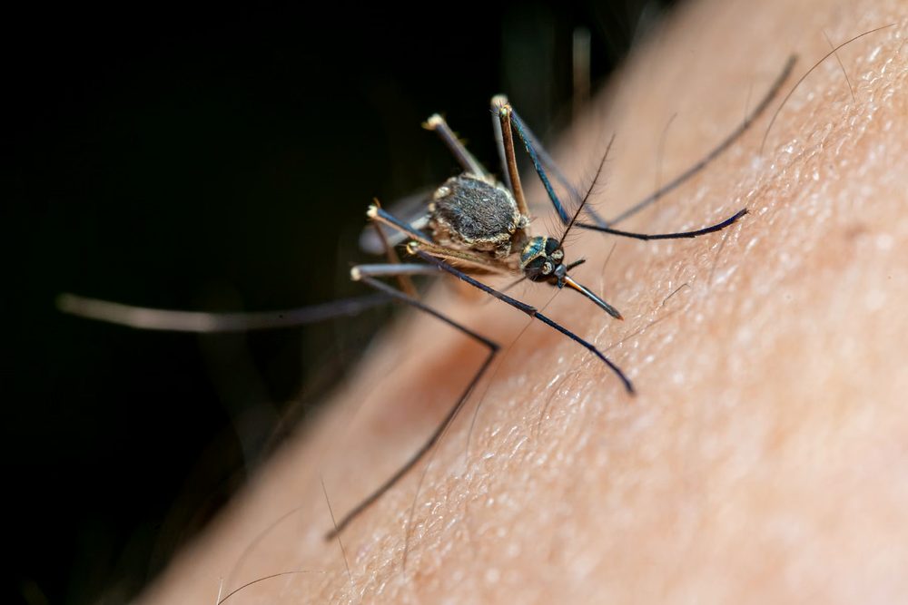 Zancudo o mosquito: foto de referencia para el control de zancudos en Santa Marta