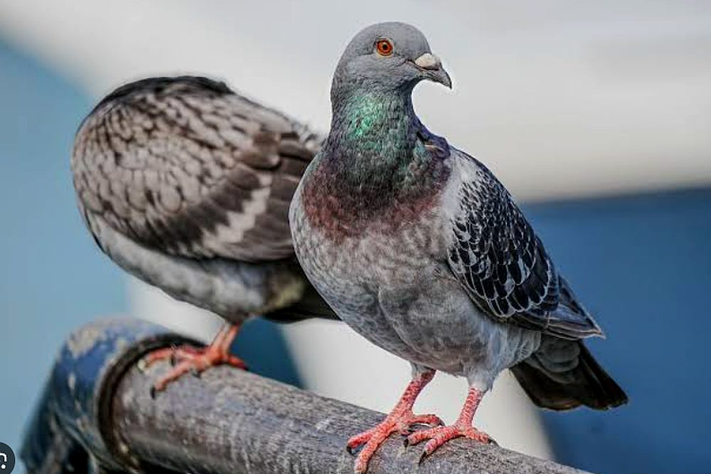 Paloma: foto de referencia para el control de palomas y aves en Santa Marta