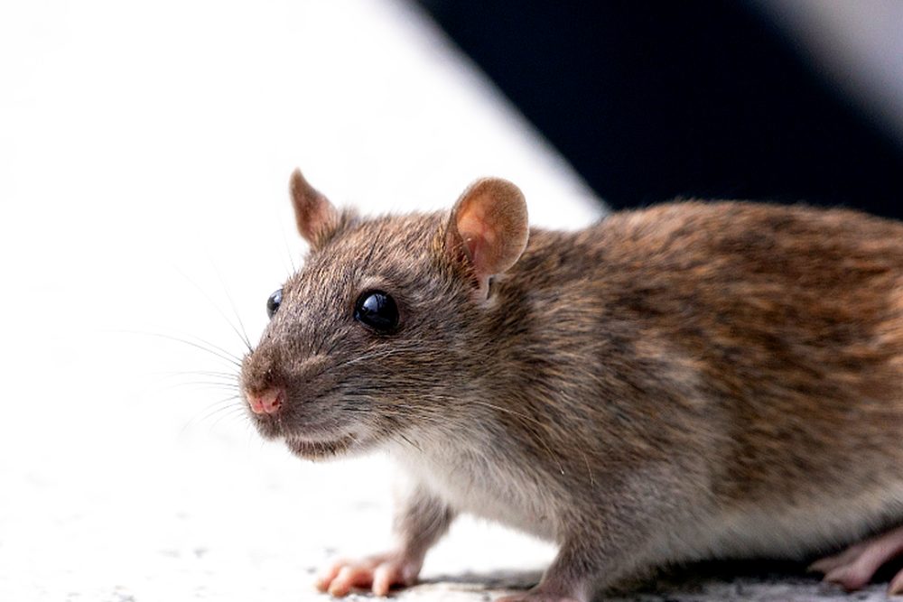 Roedor: foto de referencia para el control de ratas y ratones en Santa Marta